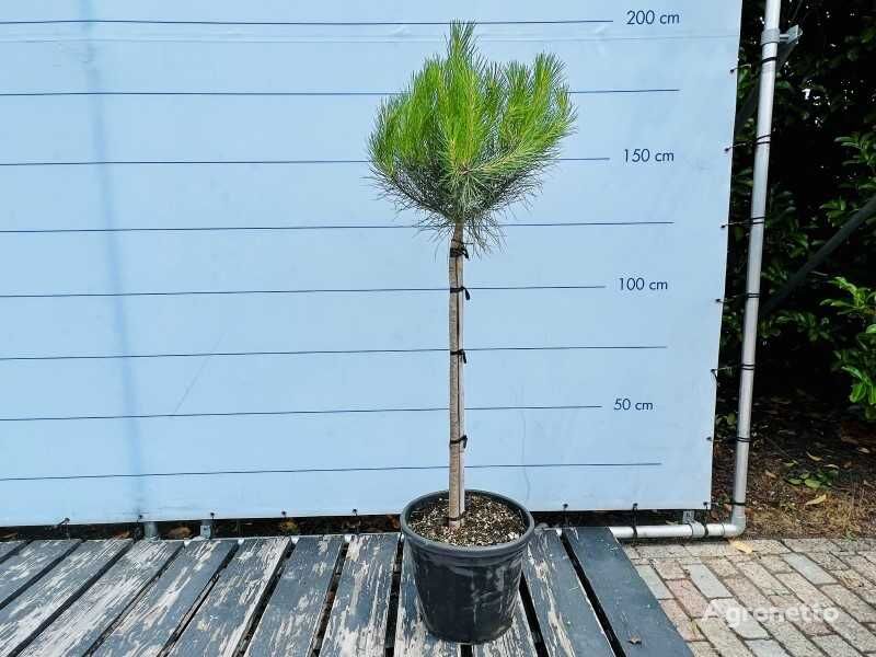 okrasný keř pinus pinea 160/180cm